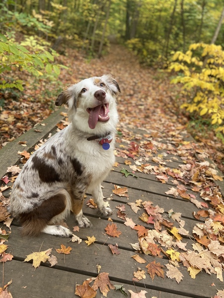 Entry image for Lucy Lou. Clicking this image will show a larger photo