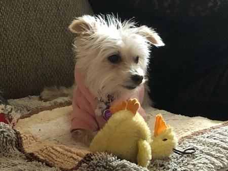 Entry image for Izzy. Clicking this image will show a larger photo
