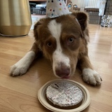 Entry image for Koda