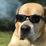 Entry image for Sconnie