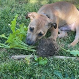 Entry image for Freddie (Shreddy) Mercury