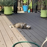 Entry image for Ibanez 