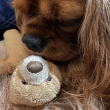 Entry image for Sophia