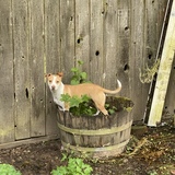 Entry image for Honey