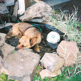 Entry image for BeeGee