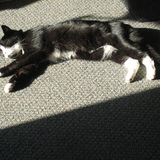 Entry image for Missy Kitty