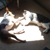 Entry image for Jade & Missy Kitty