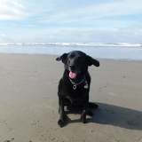 Entry image for Holley