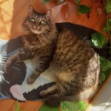 Entry image for York