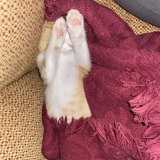 Entry image for Callie Rose