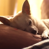 Entry image for Pebbles