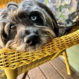 Entry image for Oyster