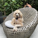 Entry image for Toffee