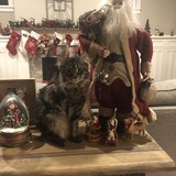 Entry image for Chet