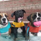 Entry image for Parker, Oliver, and Enzo