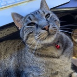 Entry image for PopOtto