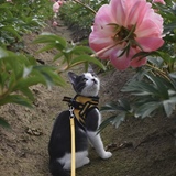 Entry image for Franklin