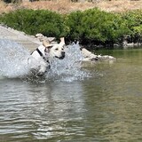 Entry image for MAGGIE