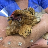 Entry image for Mabel Bird