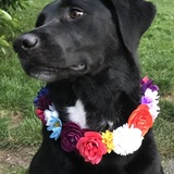 Entry image for Cali