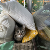 Entry image for Lizzie