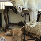 Entry image for Finn