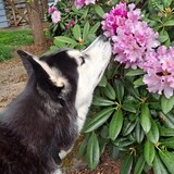 Entry image for Lupa