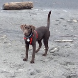 Entry image for Bronco