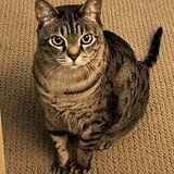 Entry image for King Pippin