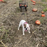 Entry image for Ramona Bona