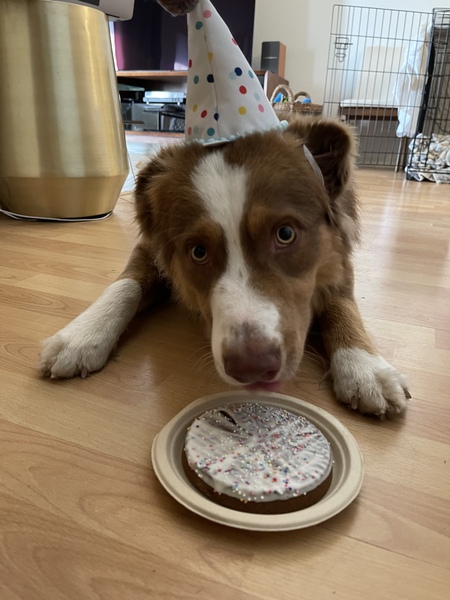 Entry image for Koda. Clicking this image will show a larger photo