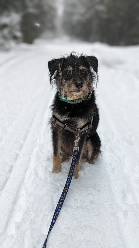 Entry image for Chance. Clicking this image will show a larger photo