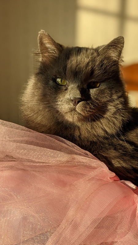 Entry image for Bernard. Clicking this image will show a larger photo