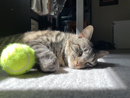 Entry image for Tippi AKA 'Bipper Pie'. Clicking this image will show a larger photo