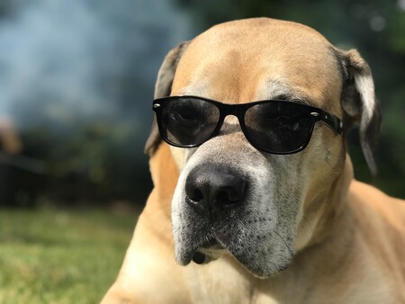 Entry image for Sconnie. Clicking this image will show a larger photo