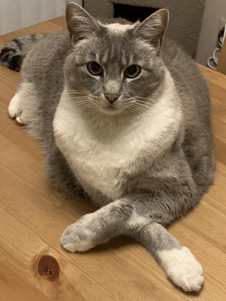 Entry image for Aggie Mae. Clicking this image will show a larger photo