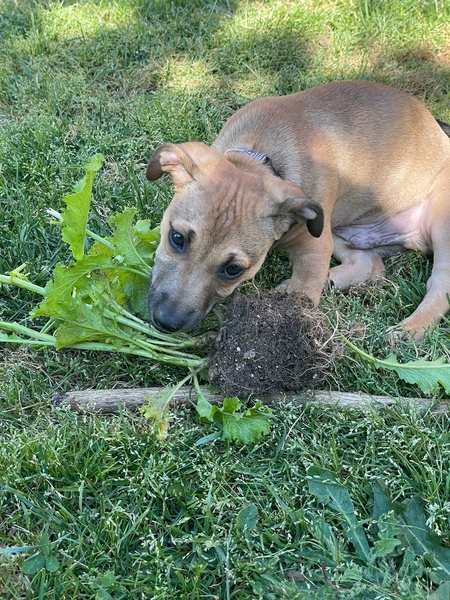 Entry image for Freddie (Shreddy) Mercury. Clicking this image will show a larger photo