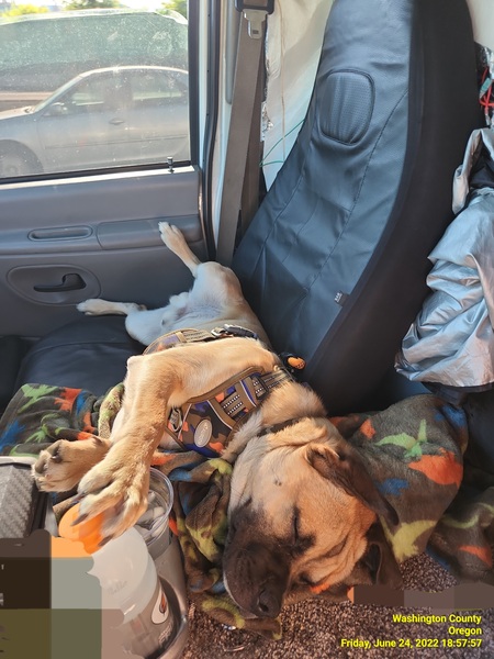 Entry image for Leo. Clicking this image will show a larger photo