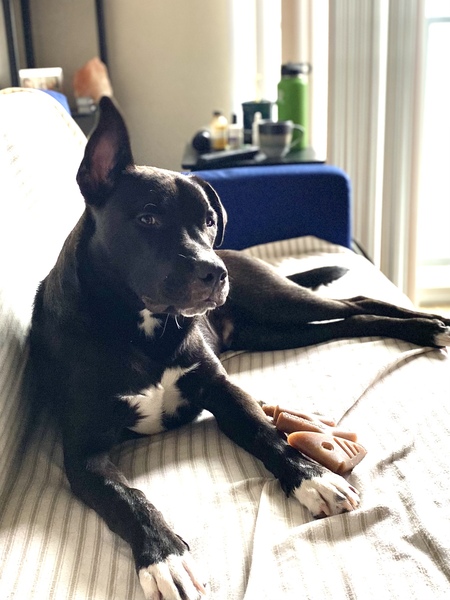 Entry image for Poe . Clicking this image will show a larger photo