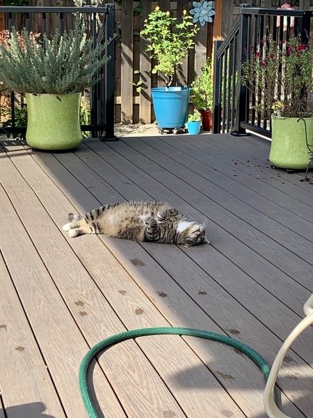 Entry image for Ibanez . Clicking this image will show a larger photo