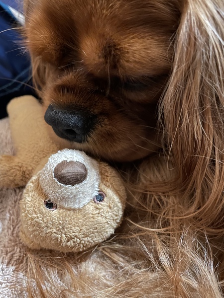 Entry image for Sophia. Clicking this image will show a larger photo