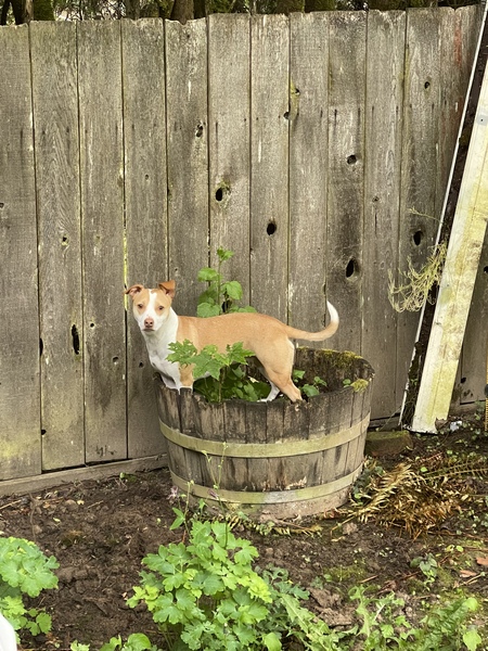 Entry image for Honey. Clicking this image will show a larger photo