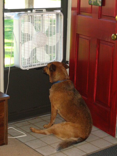 Entry image for BeeGee. Clicking this image will show a larger photo