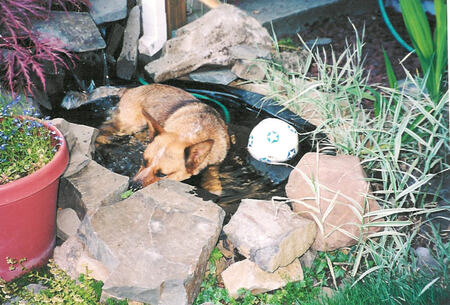 Entry image for BeeGee. Clicking this image will show a larger photo