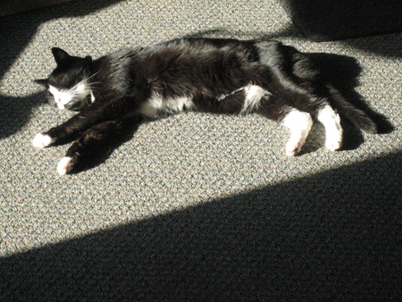 Entry image for Missy Kitty. Clicking this image will show a larger photo