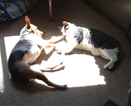 Entry image for Jade & Missy Kitty. Clicking this image will show a larger photo