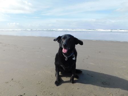 Entry image for Holley. Clicking this image will show a larger photo