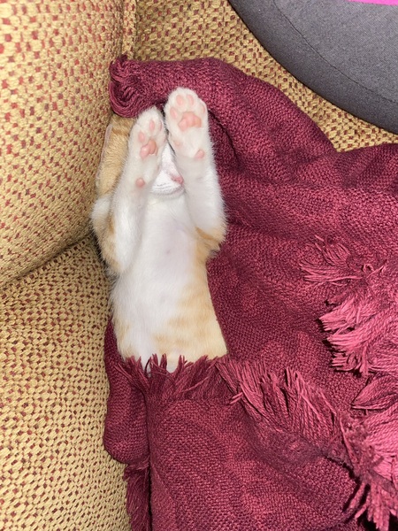 Entry image for Callie Rose. Clicking this image will show a larger photo