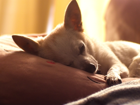 Entry image for Pebbles. Clicking this image will show a larger photo