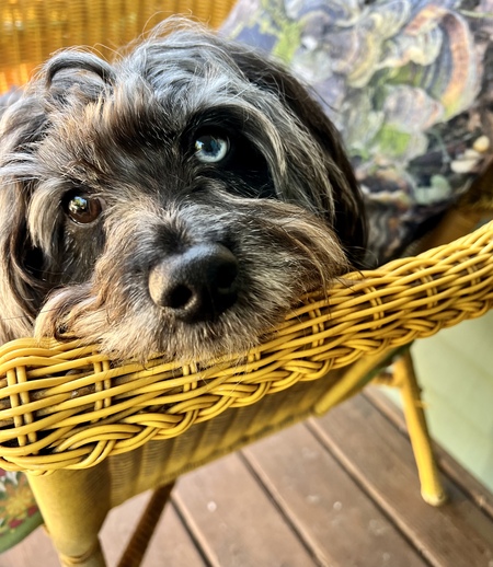 Entry image for Oyster. Clicking this image will show a larger photo